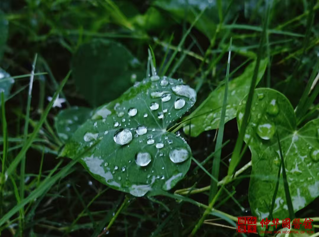 秋季雨后湿气重?一碗温汤驱湿寒,脾胃暖了,秋冬少生病