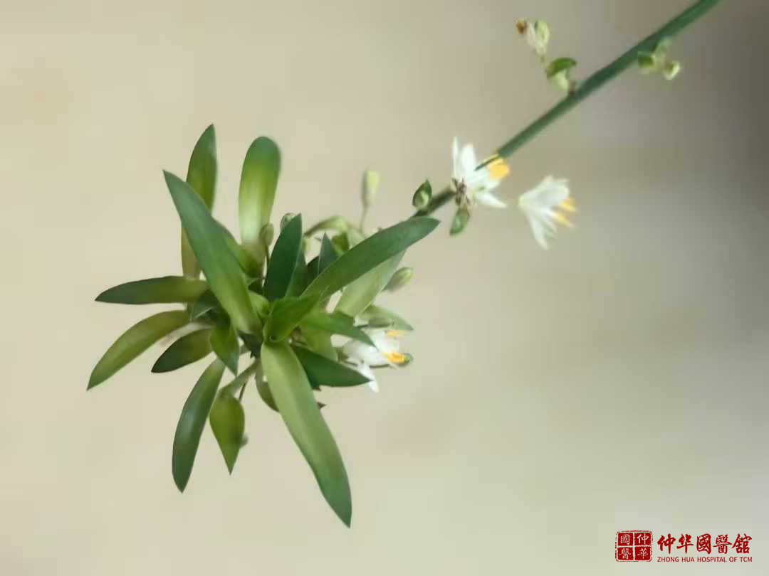 年轻人的新时尚——耳穴